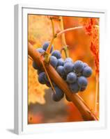 Dew on Cabernet Grapes, Napa Valley Wine Country, California, USA-John Alves-Framed Premium Photographic Print