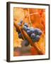 Dew on Cabernet Grapes, Napa Valley Wine Country, California, USA-John Alves-Framed Premium Photographic Print