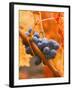 Dew on Cabernet Grapes, Napa Valley Wine Country, California, USA-John Alves-Framed Premium Photographic Print