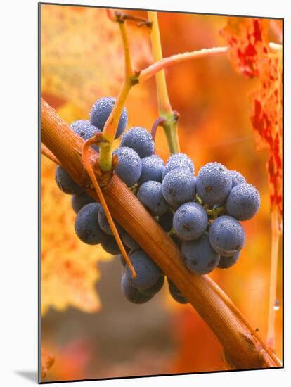 Dew on Cabernet Grapes, Napa Valley Wine Country, California, USA-John Alves-Mounted Premium Photographic Print