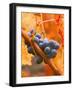 Dew on Cabernet Grapes, Napa Valley Wine Country, California, USA-John Alves-Framed Photographic Print