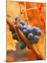 Dew on Cabernet Grapes, Napa Valley Wine Country, California, USA-John Alves-Mounted Photographic Print