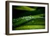 Dew on Grass-Erin Berzel-Framed Photographic Print