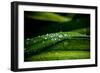 Dew on Grass-Erin Berzel-Framed Photographic Print