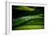 Dew on Grass-Erin Berzel-Framed Photographic Print