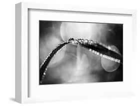 Dew on Leaf in Black and White-Ursula Abresch-Framed Photographic Print