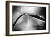 Dew on Leaf in Black and White-Ursula Abresch-Framed Photographic Print