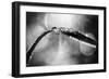 Dew on Leaf in Black and White-Ursula Abresch-Framed Photographic Print