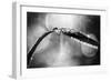 Dew on Leaf in Black and White-Ursula Abresch-Framed Photographic Print