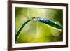 Dew on Leaf-Ursula Abresch-Framed Photographic Print