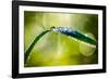 Dew on Leaf-Ursula Abresch-Framed Photographic Print