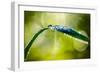 Dew on Leaf-Ursula Abresch-Framed Photographic Print