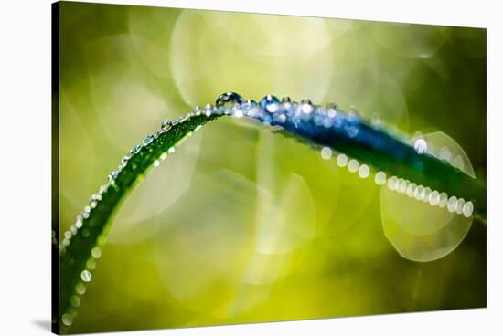 Dew on Leaf-Ursula Abresch-Stretched Canvas