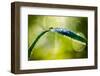 Dew on Leaf-Ursula Abresch-Framed Photographic Print