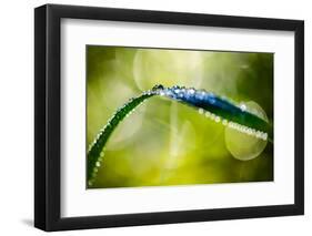 Dew on Leaf-Ursula Abresch-Framed Photographic Print