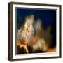 Dew on Moss-Ursula Abresch-Framed Photographic Print