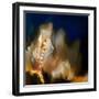 Dew on Moss-Ursula Abresch-Framed Photographic Print