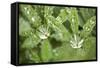 Dew on the Leaves of a Lupine-Craig Tuttle-Framed Stretched Canvas