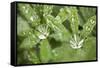 Dew on the Leaves of a Lupine-Craig Tuttle-Framed Stretched Canvas