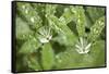 Dew on the Leaves of a Lupine-Craig Tuttle-Framed Stretched Canvas