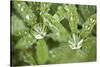 Dew on the Leaves of a Lupine-Craig Tuttle-Stretched Canvas