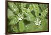 Dew on the Leaves of a Lupine-Craig Tuttle-Framed Photographic Print