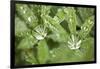 Dew on the Leaves of a Lupine-Craig Tuttle-Framed Photographic Print