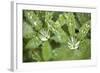 Dew on the Leaves of a Lupine-Craig Tuttle-Framed Photographic Print