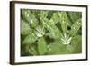 Dew on the Leaves of a Lupine-Craig Tuttle-Framed Photographic Print