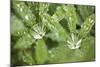 Dew on the Leaves of a Lupine-Craig Tuttle-Mounted Photographic Print