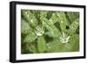 Dew on the Leaves of a Lupine-Craig Tuttle-Framed Photographic Print