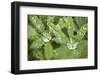 Dew on the Leaves of a Lupine-Craig Tuttle-Framed Photographic Print