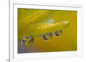 Dew reflecting flowers macro image on yellow Mums-Darrell Gulin-Framed Photographic Print
