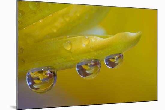 Dew reflecting flowers macro image on yellow Mums-Darrell Gulin-Mounted Photographic Print
