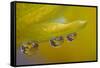 Dew reflecting flowers macro image on yellow Mums-Darrell Gulin-Framed Stretched Canvas