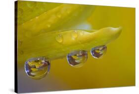 Dew reflecting flowers macro image on yellow Mums-Darrell Gulin-Stretched Canvas