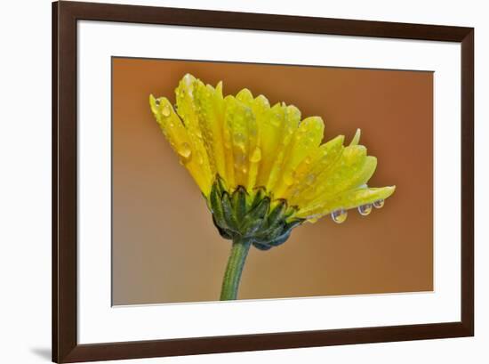 Dew reflecting flowers macro image on yellow Mums-Darrell Gulin-Framed Photographic Print