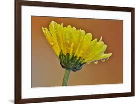 Dew reflecting flowers macro image on yellow Mums-Darrell Gulin-Framed Photographic Print