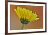 Dew reflecting flowers macro image on yellow Mums-Darrell Gulin-Framed Photographic Print