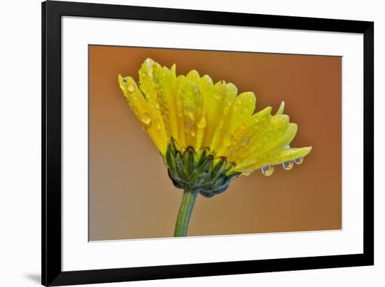 Dew reflecting flowers macro image on yellow Mums-Darrell Gulin-Framed Photographic Print