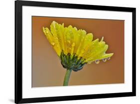 Dew reflecting flowers macro image on yellow Mums-Darrell Gulin-Framed Photographic Print