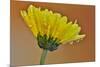 Dew reflecting flowers macro image on yellow Mums-Darrell Gulin-Mounted Photographic Print