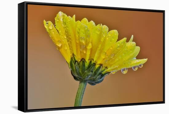 Dew reflecting flowers macro image on yellow Mums-Darrell Gulin-Framed Stretched Canvas