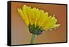 Dew reflecting flowers macro image on yellow Mums-Darrell Gulin-Framed Stretched Canvas