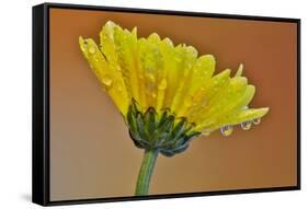 Dew reflecting flowers macro image on yellow Mums-Darrell Gulin-Framed Stretched Canvas