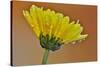 Dew reflecting flowers macro image on yellow Mums-Darrell Gulin-Stretched Canvas