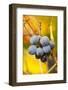 Dew-Soaked Grape Leaves and Grapes on the Vine in Early Morning-Lynn M^ Stone-Framed Photographic Print