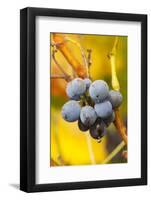 Dew-Soaked Grape Leaves and Grapes on the Vine in Early Morning-Lynn M^ Stone-Framed Photographic Print