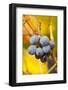 Dew-Soaked Grape Leaves and Grapes on the Vine in Early Morning-Lynn M^ Stone-Framed Photographic Print