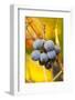 Dew-Soaked Grape Leaves and Grapes on the Vine in Early Morning-Lynn M^ Stone-Framed Photographic Print